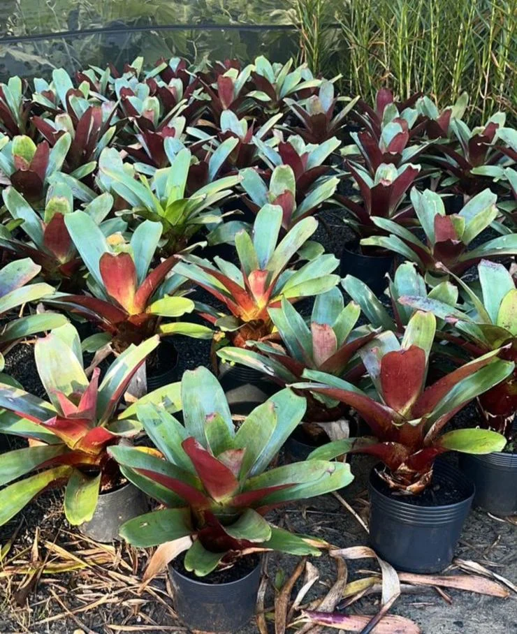 Plantas ornamentais para áreas com sol