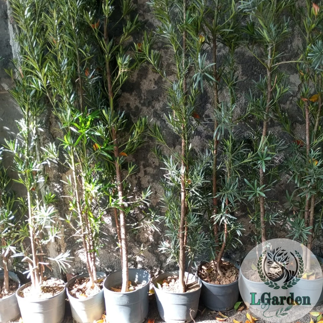 Cerca-viva: quais plantas escolher?