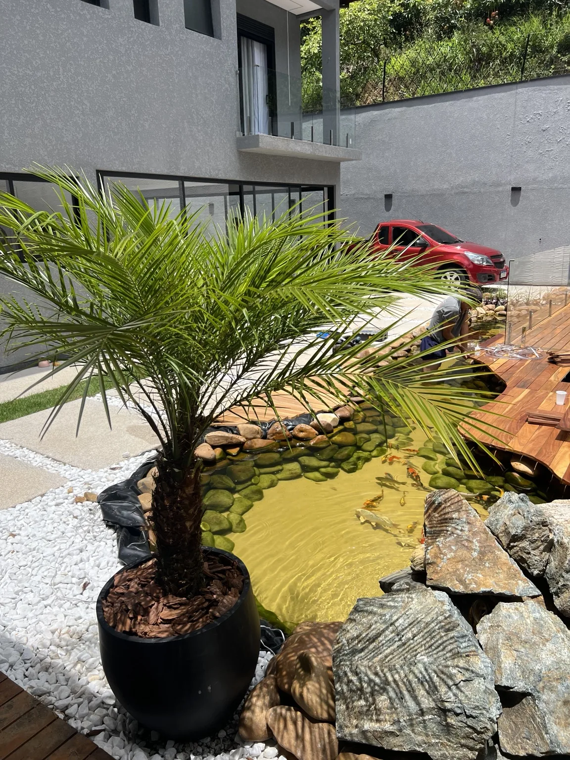 Palmeira Fênix em vaso ao lado de lago ornamental