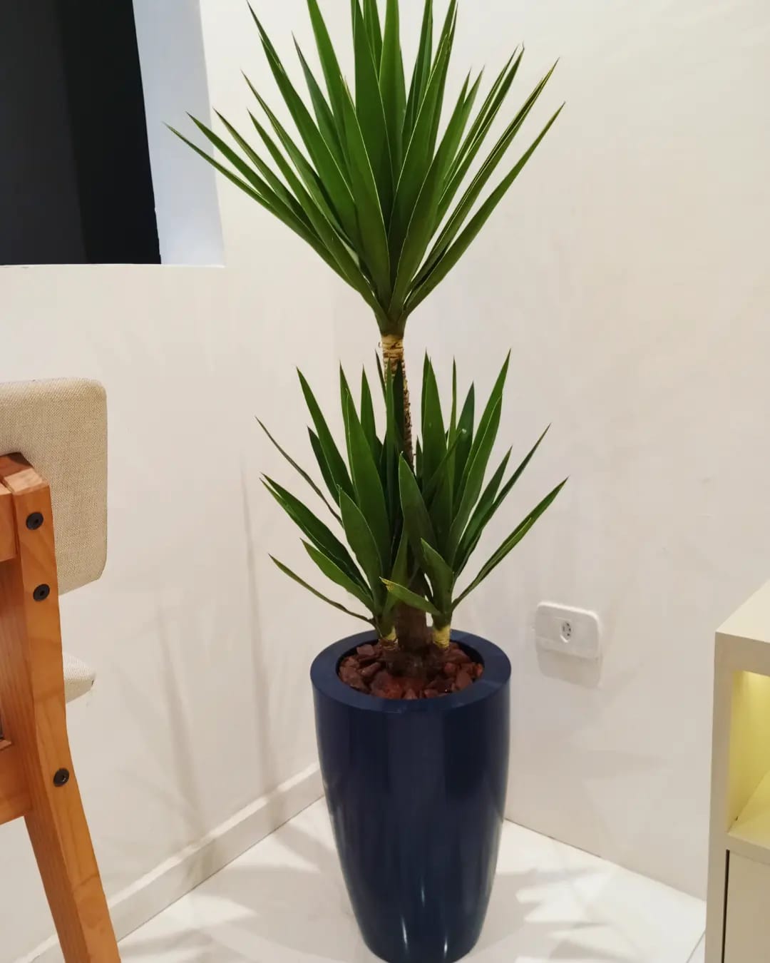 Segundo ângulo da Yucca