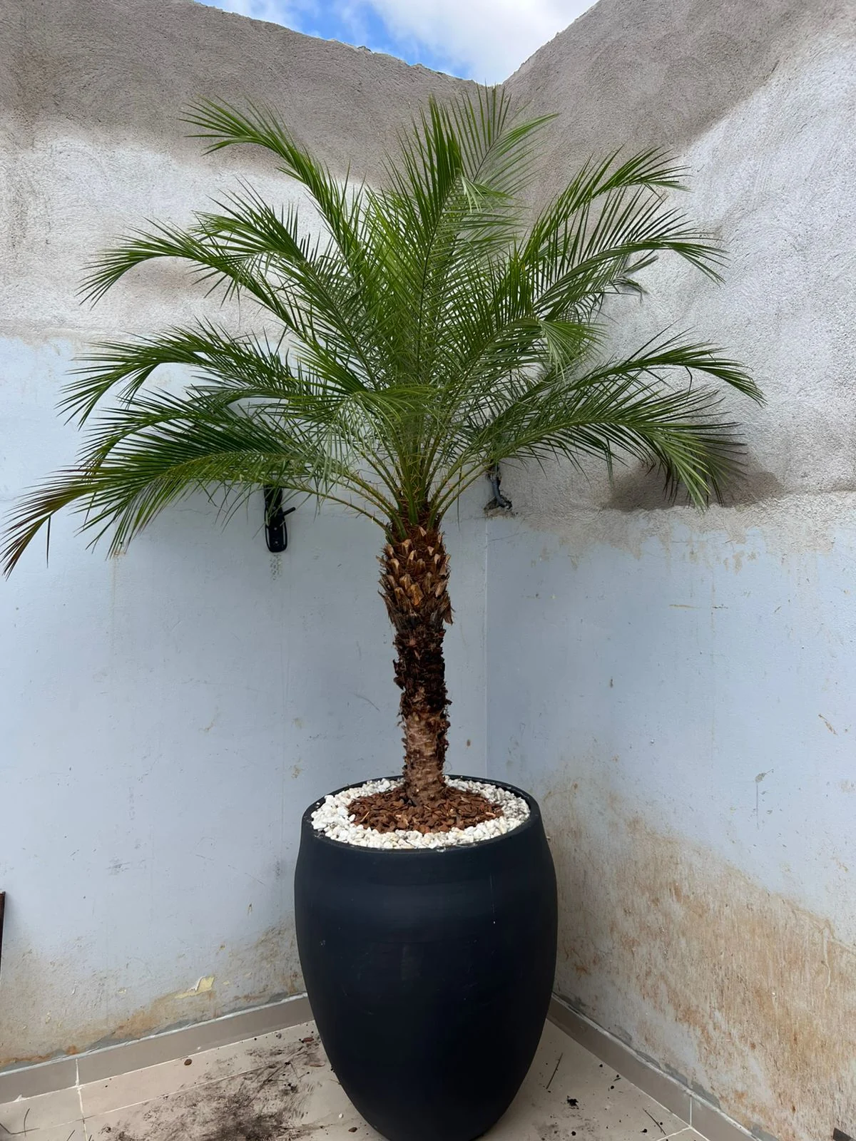 Palmeira Fênix em vaso: onde usar e como escolher