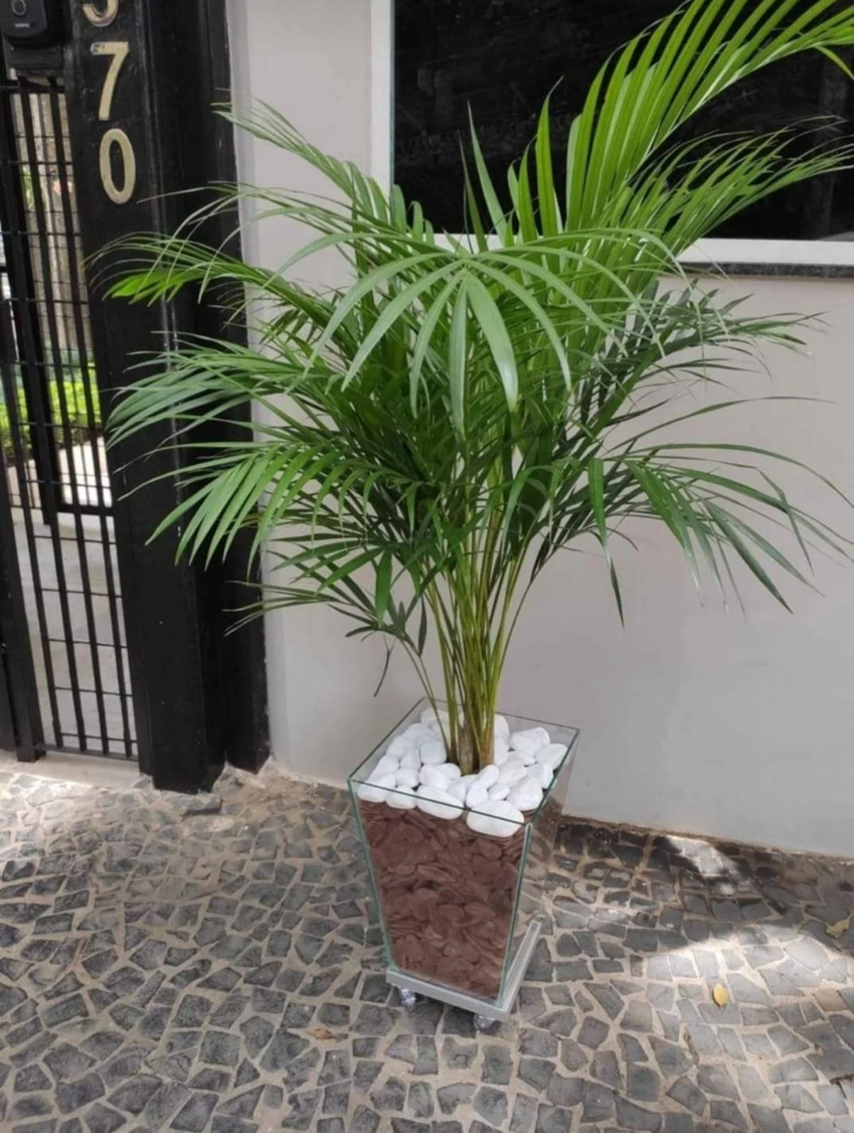 Plantas para apartamentos e varandas